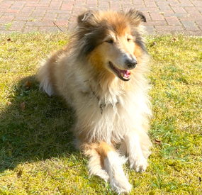 Einrichtungshund Kimba